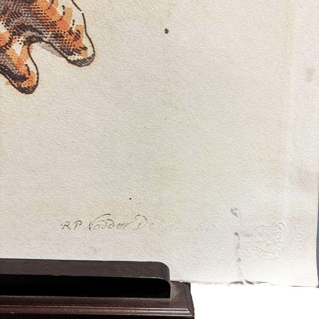 Paper Early 19th Century Tortoise & Pleated Shell Limpets Print Naturalists Miscellany by Shaw and Nodder For Sale - Image 7 of 7