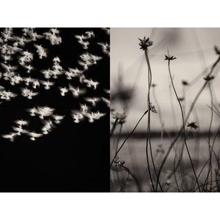 Jaume Llorens Bach, Gaia Diptych #8, Monochrome Photographic Print For Sale