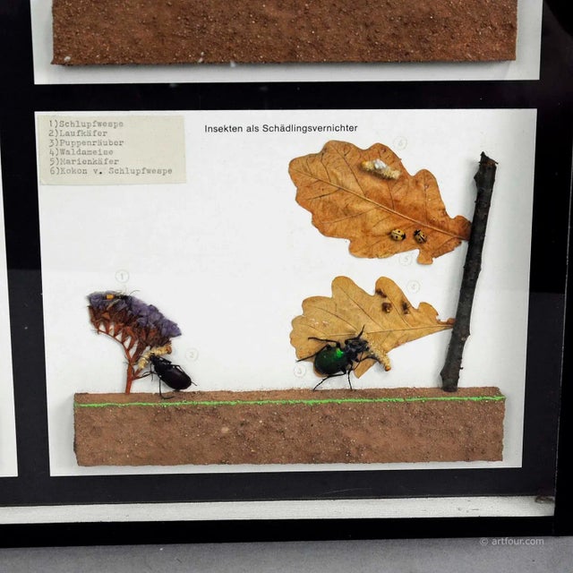 1960s Vintage School Teaching Display of Usefull Insects For Sale - Image 5 of 6