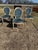 A set of Four 19th century Louis XVI-style dining chairs featuring classic oval "medallion" backs, fluted tapered legs,...