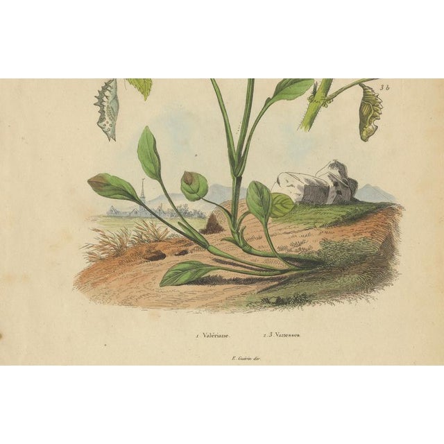 Black E. Guérin, Butterfly with Caterpillars, 1835, Engraving, Set of 2 For Sale - Image 8 of 11