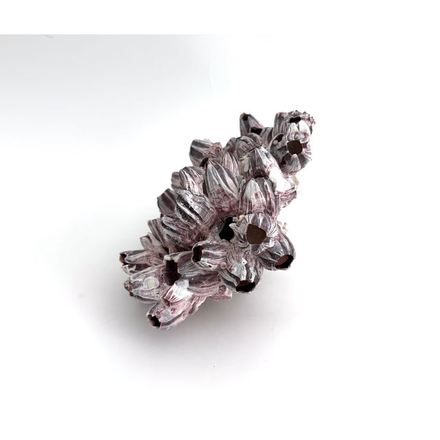 Natural Barnacles Cluster For Sale - Image 4 of 7