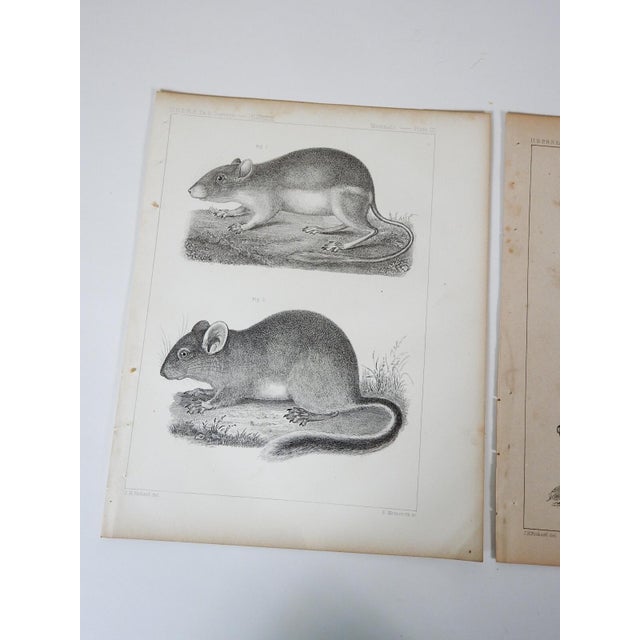 Pair of mid 19th century lithograph on paper of various types of rat and small fuzzy mammals book plate. Published by the...