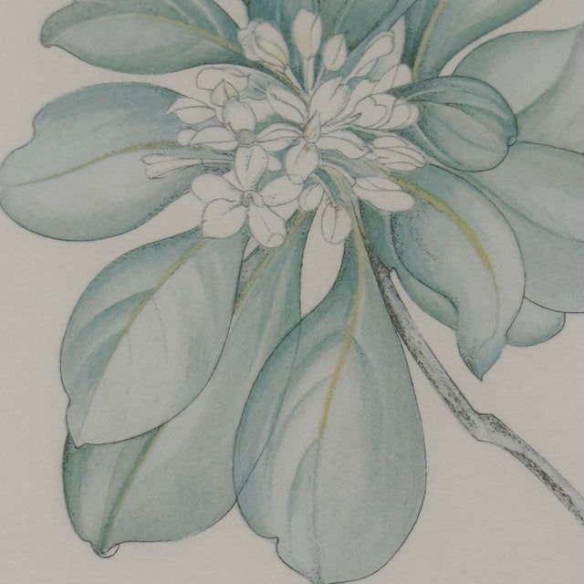 Gray Margot Weemaes 1981 Pittosporum Tobira Botanical Portfolio Print For Sale - Image 8 of 12