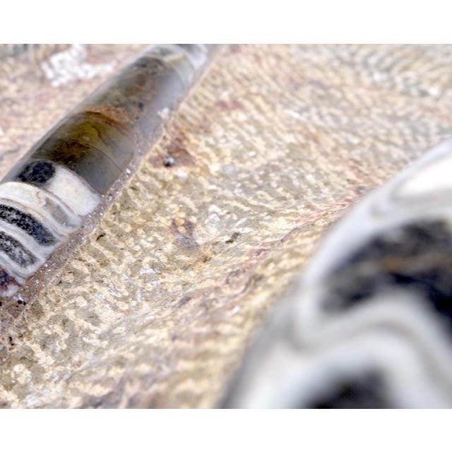 Large Fossil Cluster Authentic Ammonite Plaque Sculpture For Sale - Image 10 of 12