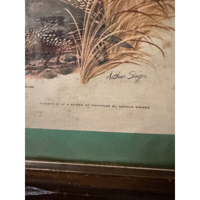 Vintage Sporting Bird Print, Framed For Sale - Image 4 of 7