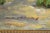 Late 20th Century Western Cowboy on Horse Oil Painting on Canvas 55" x 43" Signed 'S. T. Cesent' in Gold Gilt Frame For Sale - Image 9 of 18