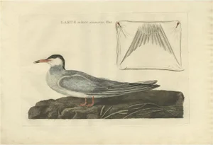 Sepp & Nozeman, Bird Illustration of the Male Common Tern, 1789, Print