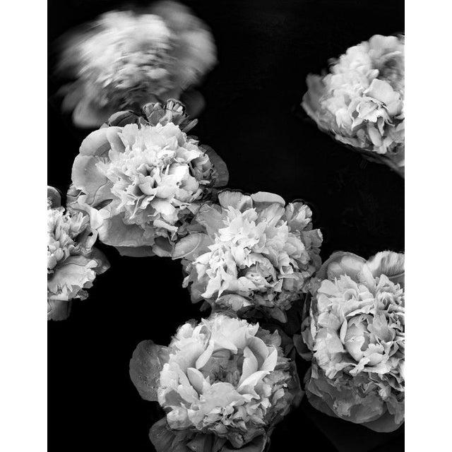 Black Peonies Afloat - Blooms, Black and White Photography, Limited Edition 2 of 5 2024 For Sale - Image 8 of 8