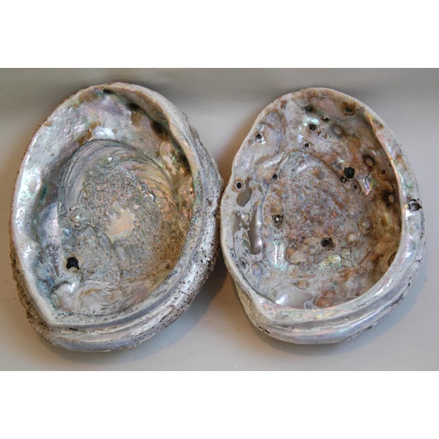Offering a set of two vintage large natural saltwater abalone shells seashells. No markings. They come as found in nature...
