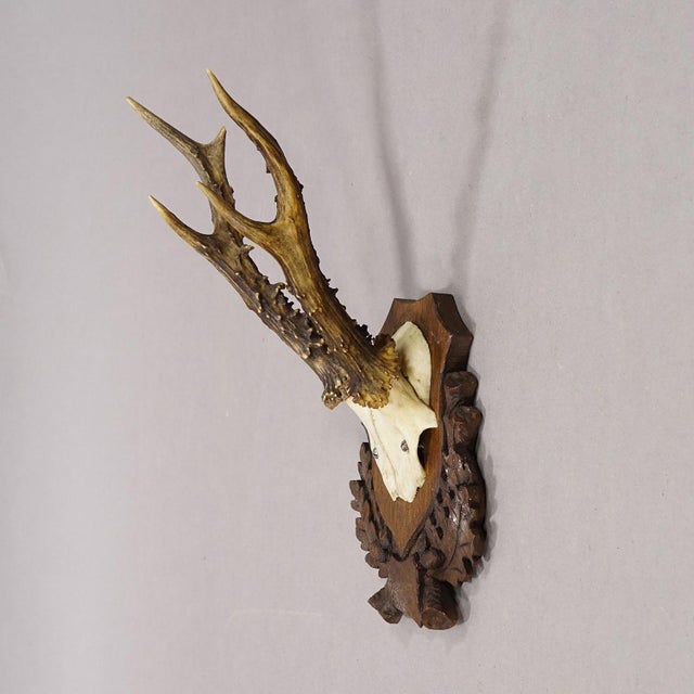 Black Forest Red Deer Trophy on Carved Plaque, Germany 1930s Item e8310 An antique red deer (Cervus elaphus) trophy with...