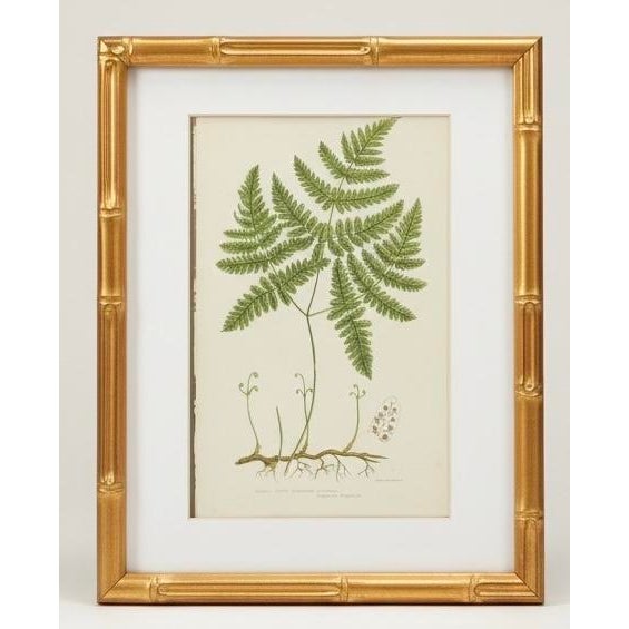 English Victorian Fern Engravings Botanicals Att. Anne Pratt in Gilt Faux Bamboo Frames - Set of 6 For Sale In Atlanta - Image 6 of 10
