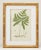 English Victorian Fern Engravings Botanicals Att. Anne Pratt in Gilt Faux Bamboo Frames - Set of 6 For Sale In Atlanta - Image 6 of 10