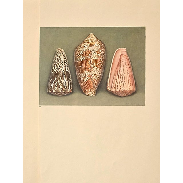 French 1935 Rare Set of 2 French Lithographs-Sea Shells For Sale - Image 3 of 3