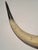 Mid 20th Century Rustic Vintage Large Hide-Wrapped Steer Horns For Sale - Image 5 of 11