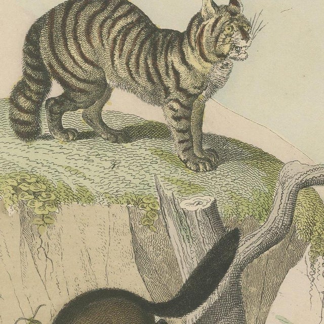 Antique Tiger and Puma Print with Wildcat and Martens, 1890 For Sale - Image 9 of 12