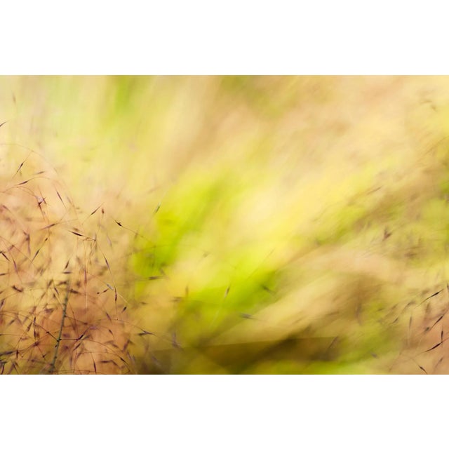 'In the Pink' Set of Botanical Photographs, Series of Four 45 X 30" Fine Art Photography Prints For Sale - Image 10 of 15