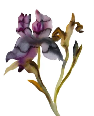 "Iris No. 205" Contemporary Original Botanical Flowers Watercolor Painting by Elizabeth Becker