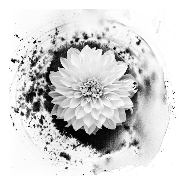 Dahlia on Ink - Floral Film Photography in Composition with Ink Abstraction 2023 For Sale