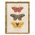 Illustration Reproduction Vintage Butterfly Art Print Set (Set of 2), Framed For Sale - Image 3 of 7