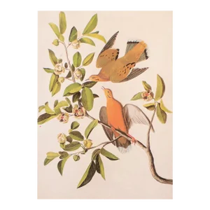 1966 Vintage Farmhouse Cottage Print "Zenaida Dove" After John James Audubon