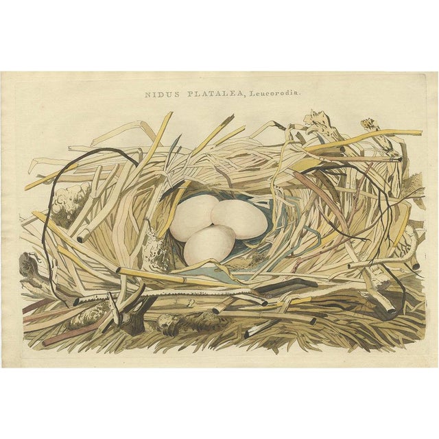 Sepp & Nozeman, Bird Illustration of the Nest of a Spoonbill of the Ibis Family, 1789, Print For Sale