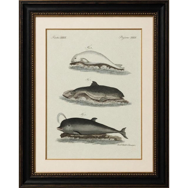 Original antique print of three dolphins and porpoises by bertuch, 1802 original antique hand-colored copper engraving...