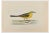 Alexander Francis Lydon, Grey-Headed Wagtail, Woodcut Print, 1870 For Sale