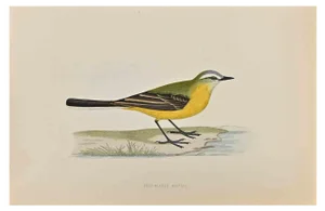 Alexander Francis Lydon, Grey-Headed Wagtail, Woodcut Print, 1870