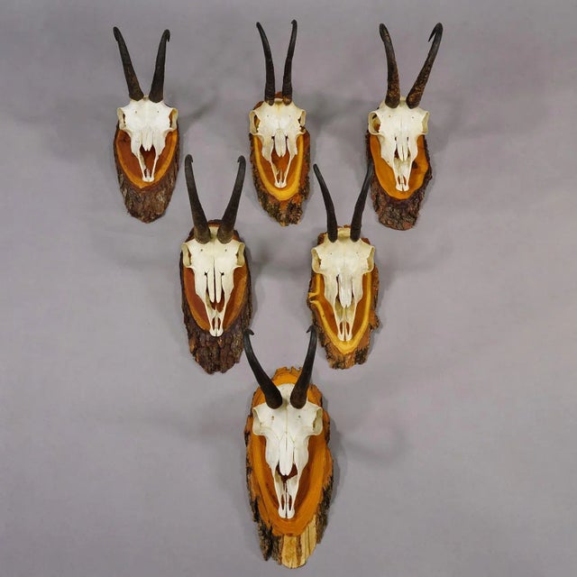 Rustic European Vintage Set of Six Chamois Trophies on Wooden Plaques, Germany Ca. 1950s For Sale - Image 3 of 7
