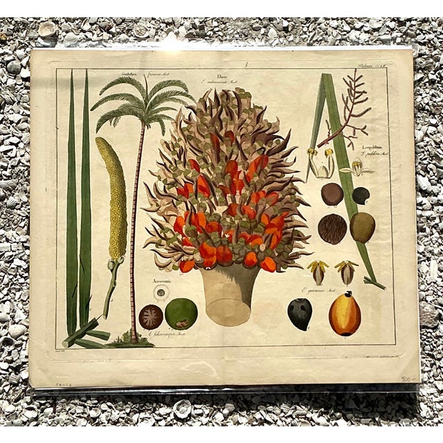 Vintage Boho Botanical Engraving For Sale In West Palm - Image 6 of 11