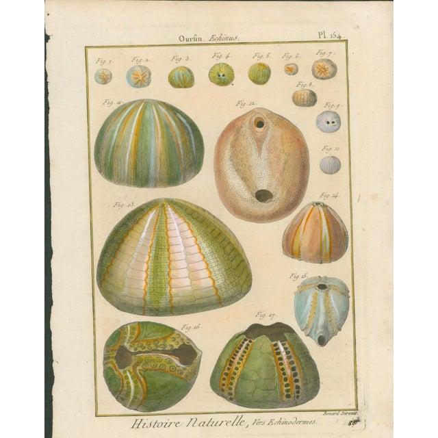 Original antique French natural-history plate titled Ourfin, Echinus, Plate 154, depicting multiple sea-urchin forms and...