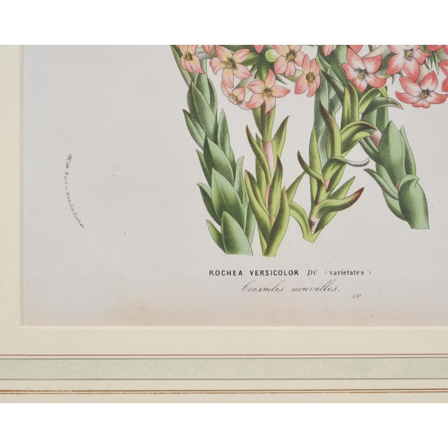Beige Set of Nine Botanical Lithograph Prints After Louis Van Houtte For Sale - Image 8 of 18