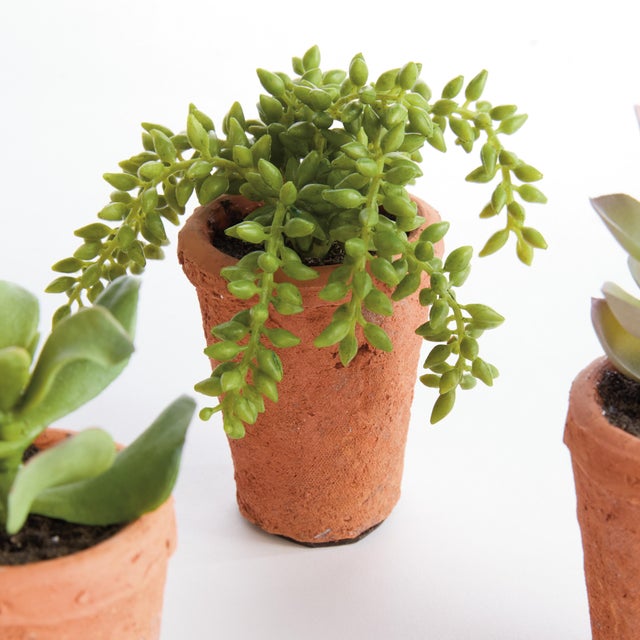 Kenneth Ludwig Chicago Potted Succulents 8.5", Set Of 6 For Sale - Image 4 of 9
