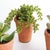 Kenneth Ludwig Chicago Potted Succulents 8.5", Set Of 6 For Sale - Image 4 of 9