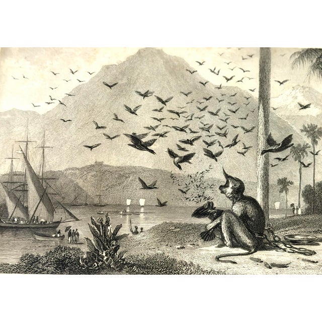 Wood 1836 Antique Monkey and Crows Engraving by William Daniell R.A. & Brandard, Framed For Sale - Image 7 of 8