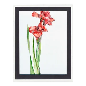 Gladiolas - Botanical Study by Deborah Eddy