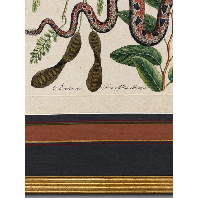 Mark Catesby, the Small Rattle-Snake, Plate 42 - 18th C 'Vipera Caudisona Minor' For Sale In Providence - Image 6 of 9