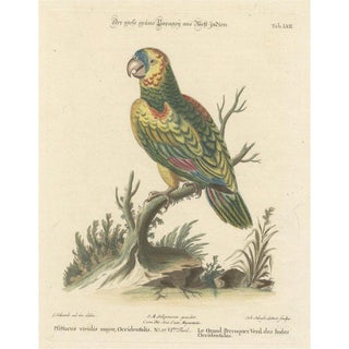 Large Green Parrot of the West Indies, 1749, Engraving on Paper For Sale