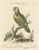 Large Green Parrot of the West Indies, 1749, Engraving on Paper For Sale