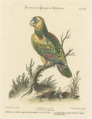Large Green Parrot of the West Indies, 1749, Engraving on Paper