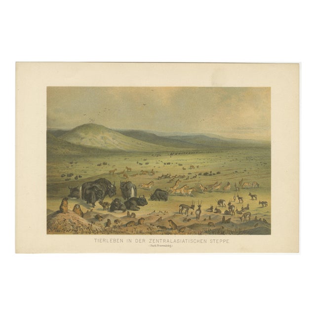 German School after Nikolai Przhevalsky, Wildlife of the Central Asian Steppe Natural History Lithograph, 1883, Lithograph For Sale