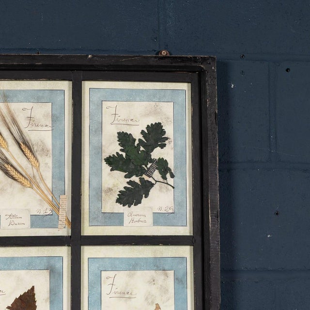 Wood 20th Century Italian Large Oak Frame with Pressed Flowers and Herbs For Sale - Image 7 of 18