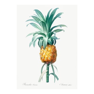 Vintage Pineapple Illustration, Botanical Art Print Reproduction, 40" X 60" For Sale