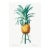 Vintage Pineapple Illustration, Botanical Art Print Reproduction, 40" X 60" For Sale