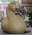 Up for sale is a Vintage Circa 1970 Chinese Shiwan Pottery Duck Laying Down Figurine! It measures 4” tall and 7 7/8” long....