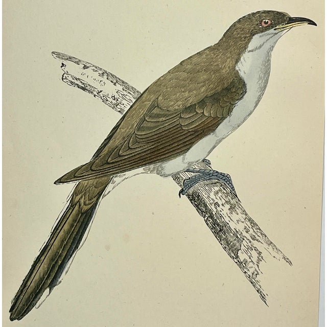 Antique Hand Tinted Bird Print From England Featuring a Brown & Gray Yellow-Billed Cuckoo - Circa 1888 For Sale - Image 9 of 10