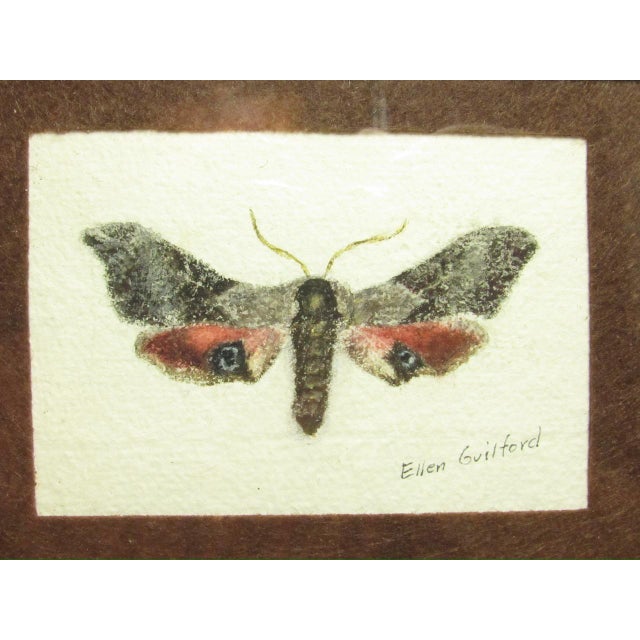Pair of Antique English Framed Moth Paintings For Sale - Image 18 of 18