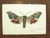 Pair of Antique English Framed Moth Paintings For Sale - Image 18 of 18