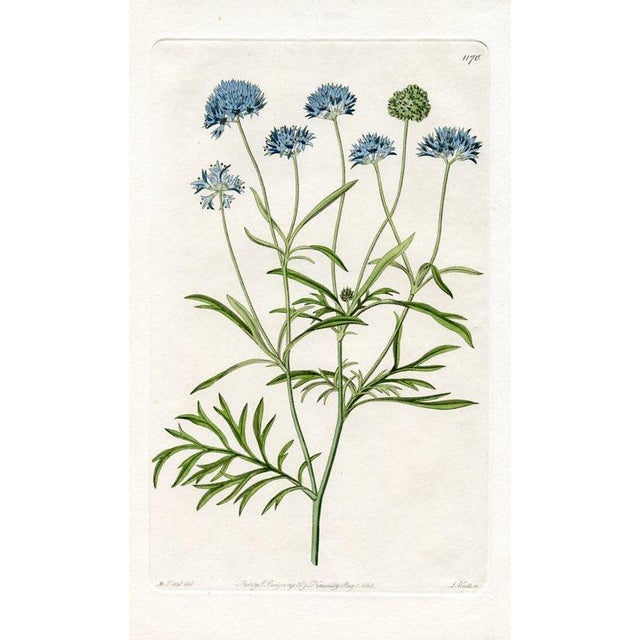 Original early-1800s hand colored engraving that appeared in "The Botanical Register", a British horticultural journal...